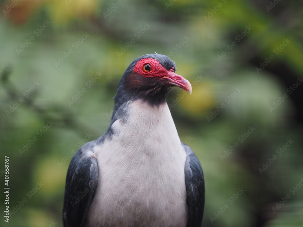 Albertistaube, Gymnophaps albertisii, genannt Nacktaugentaube als