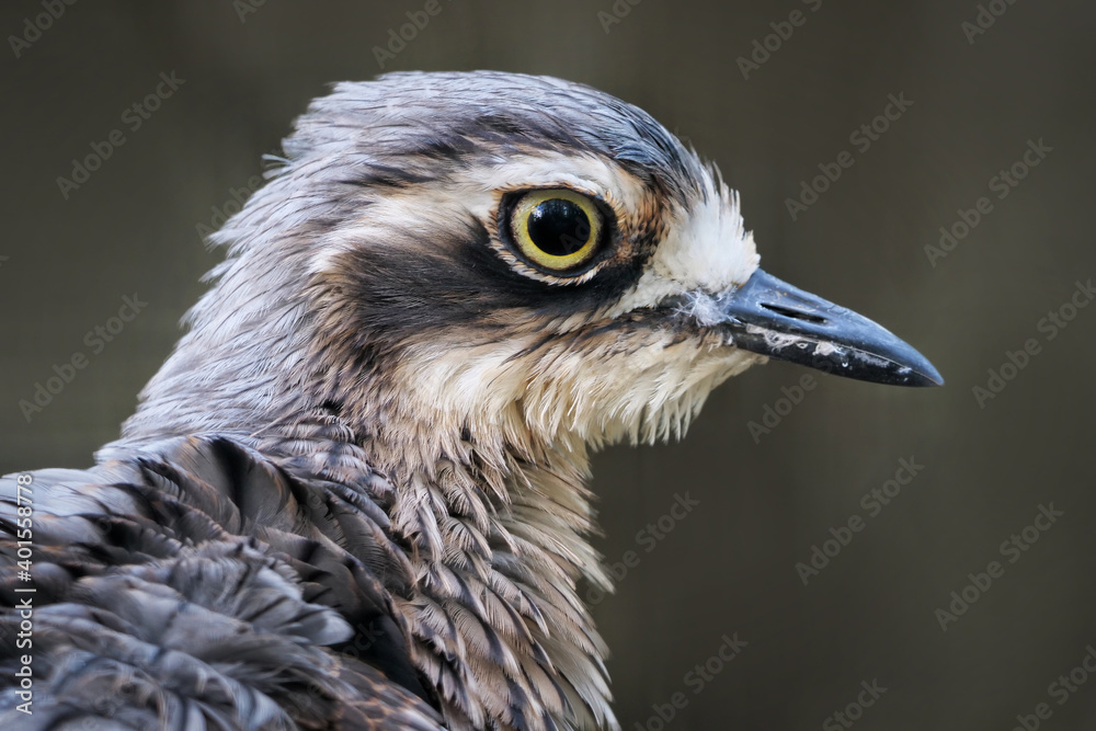 Australischer Triel, auch Langschwanz-Triel, Burhinus grallarius, close up vom Kopf