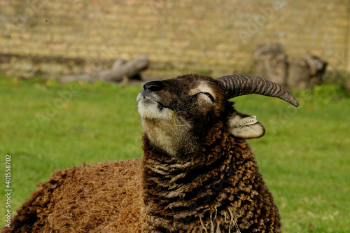 sheep on the farm