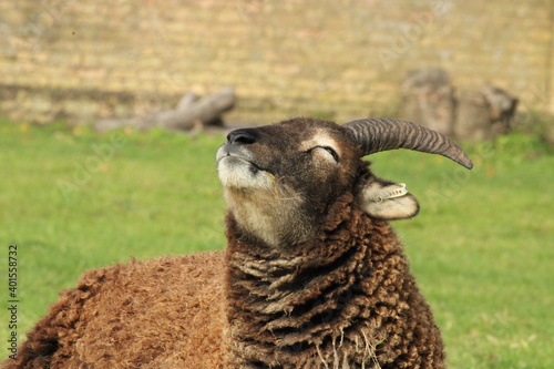 sheep in the field