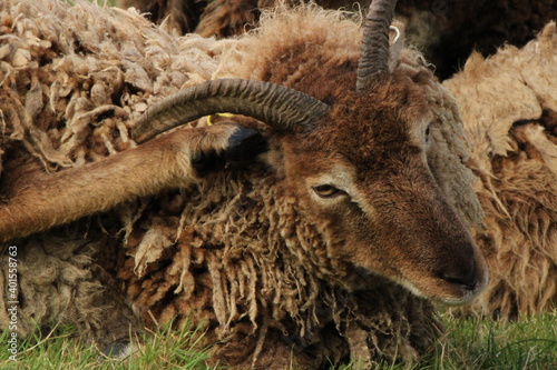 Sheep in a field