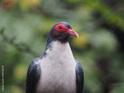 Albertistaube, Gymnophaps albertisii, genannt Nacktaugentaube als Portrait vor grünem Hintergrund photo