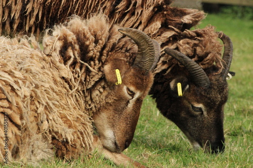 sheep in a field