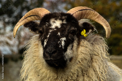 black and white sheep