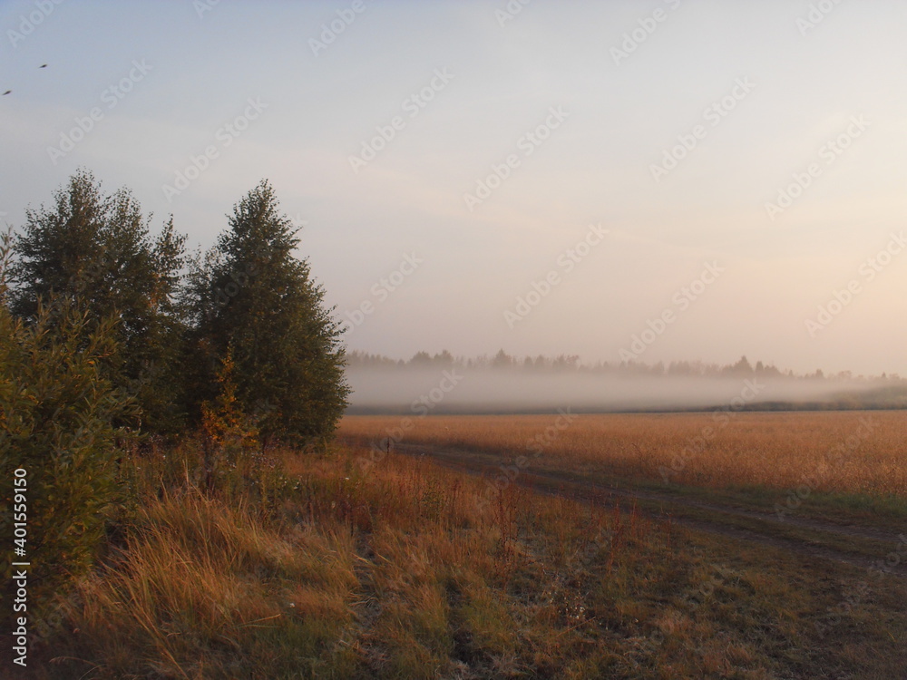 fog on the field