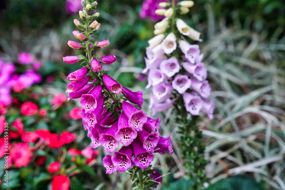 digitalis purpurea is a perennial herbaceous plant digitalis purpurea is a perennial herbaceous plant