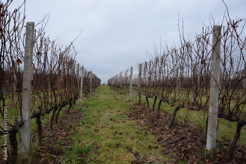Winnica w bezśnieżną zimę, winorośl w grudniu Winnica w bezśnieżną zimę, winorośl w grudniu