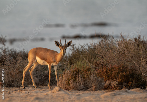 Arabian Rheem Gazelle at Hawar island of Bahrain