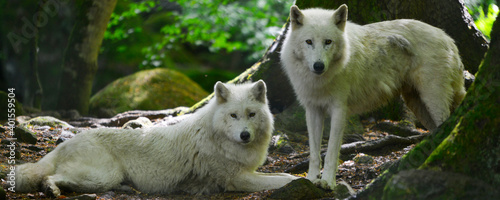 Panoramique couple de loups blancs d'Europe en forêt photo