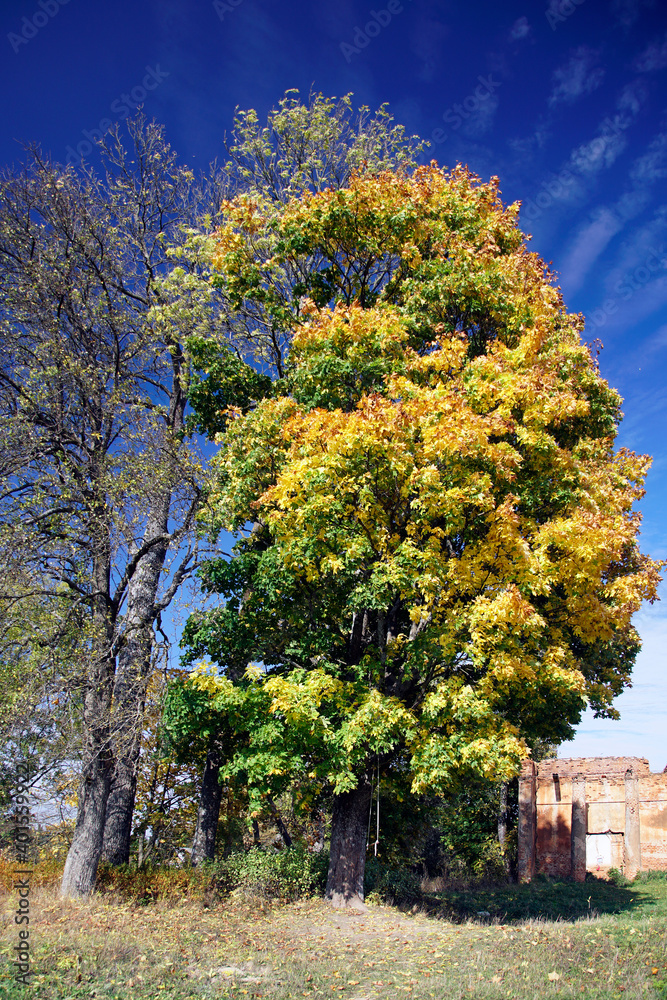 Naklejka premium Golden autumn. Beautiful view of the trees by the road on a sunny day.