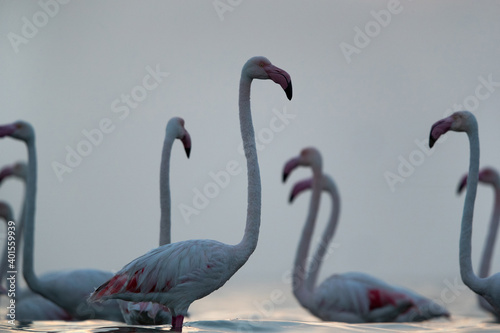 Greater Flamingos in the early morning hours at Asker coast  Bahrain