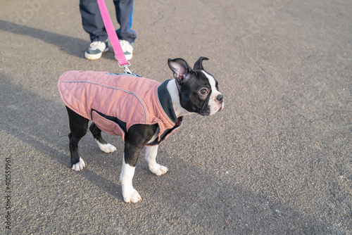 Fototapeta Naklejka Na Ścianę i Meble -  Boston Terrier puppy wearing a pink coat and lead. She is outside on tarmac next to her owner whose feet and legs can be seen