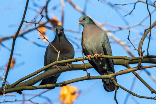 Hohltauben (Columba oenas)