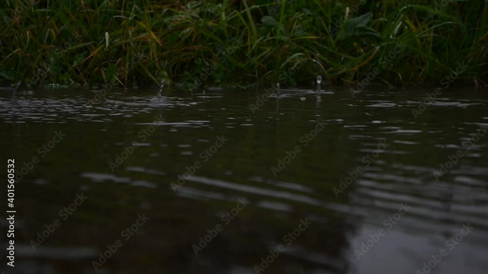 Raindrops in a puddle formed after a heavy downpour, slow motion. Raindrops in a puddle formed after a heavy downpour, slow motion.