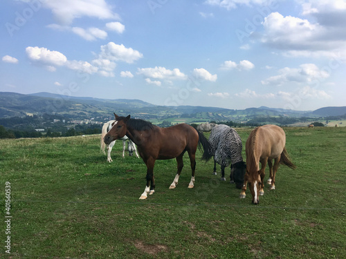horses in the field