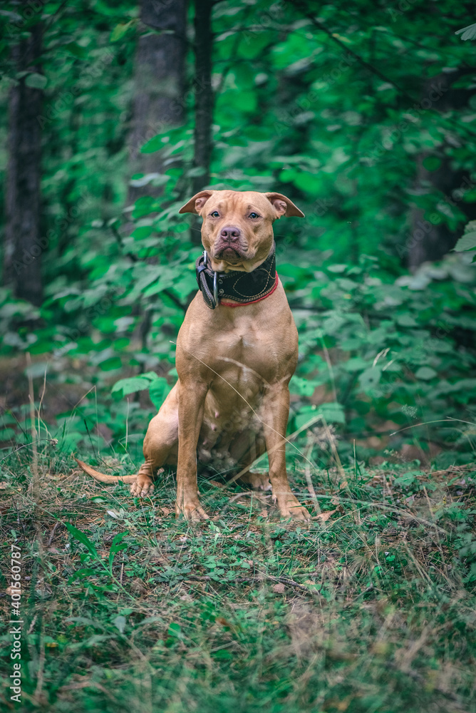 Portrait of an American Pit Bull Terrier in the autumn forest in the evening.