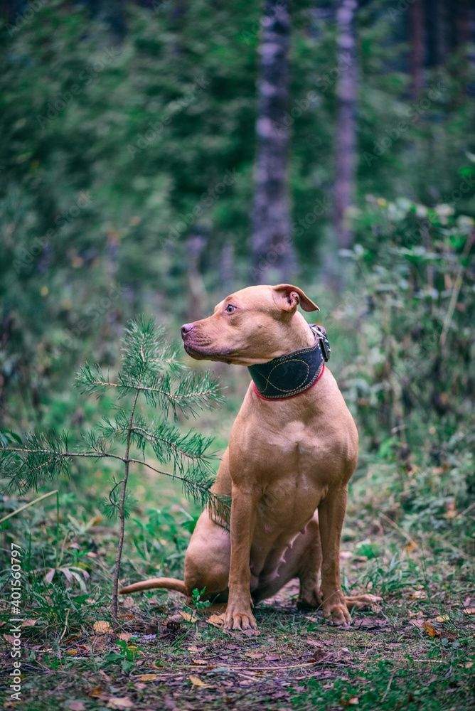 Portrait of an American Pit Bull Terrier in the autumn forest in the evening. Portrait of an American Pit Bull Terrier in the autumn forest in the evening.
