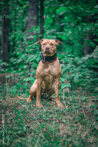 Fototapeta Naklejka Na Ścianę i Meble -  Portrait of an American Pit Bull Terrier in the autumn forest in the evening.