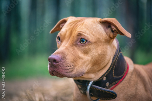 Portrait of an American Pit Bull Terrier in the autumn forest in the evening.