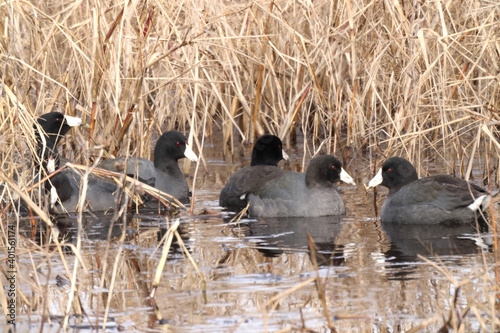 American Coots in a marsh