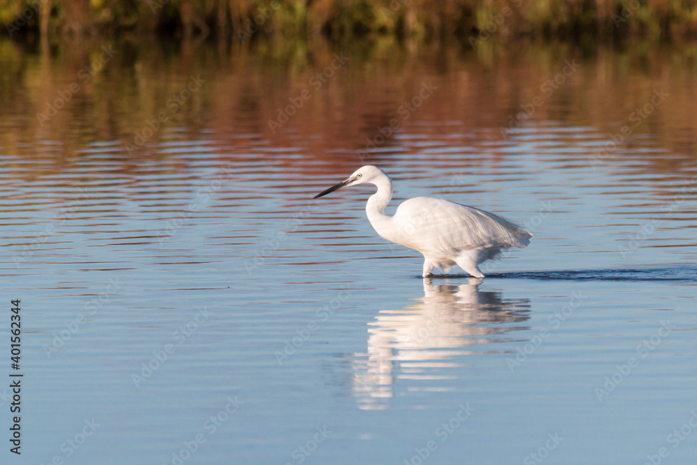 little egret (Egretta garzetta) hunting in the water in the ebro delta little egret (Egretta garzetta) hunting in the water in the ebro delta