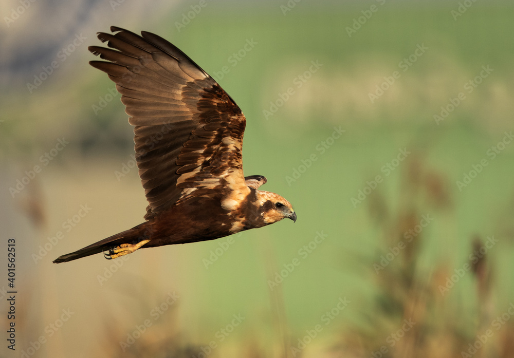 Fototapeta premium Closeup of a Eurasian Marsh harrier flying at Asker Marsh, Bahrain