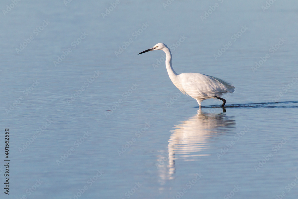little egret (Egretta garzetta) hunting in the water in the ebro delta little egret (Egretta garzetta) hunting in the water in the ebro delta