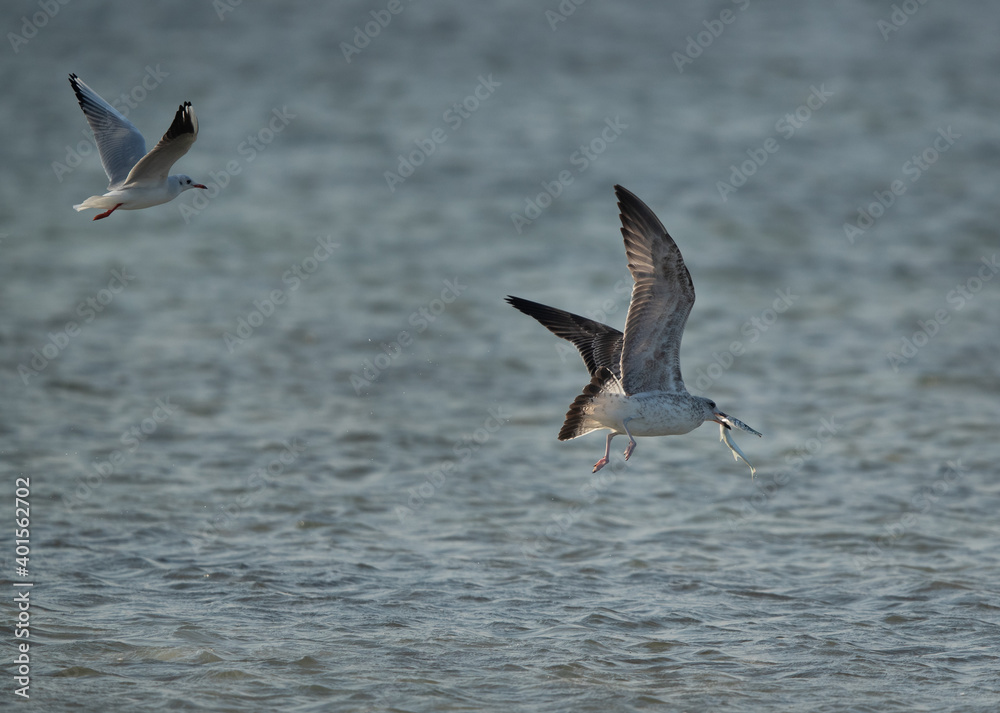 A black-headed gull chasing a juvenile Lesser Black-backed Gull for fish at Busaiteen coast, Bahrain A black-headed gull chasing a juvenile Lesser Black-backed Gull for fish at Busaiteen coast, Bahrain