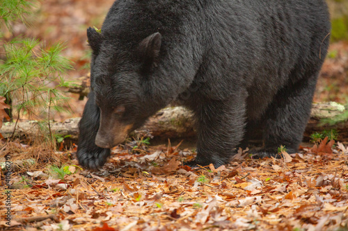 Bear Foraging For Food In Cades Cove in Smoky Mountains