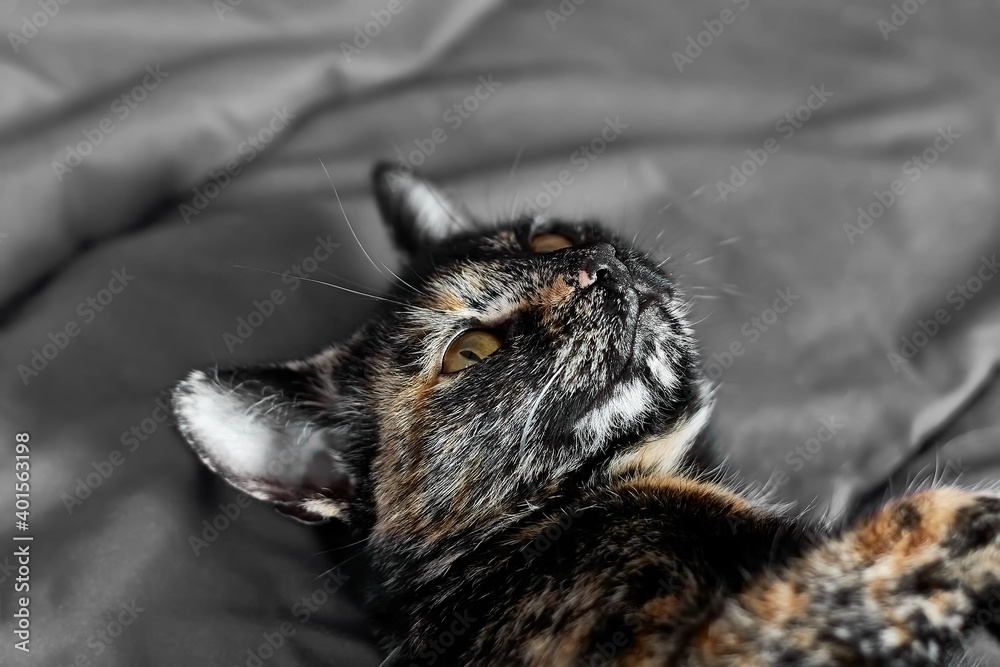 Black cat lying on gray sofa at home. Domestic cute cat. Veterinary and Internatinal cat day concept. Selective focus. Black cat lying on gray sofa at home. Domestic cute cat. Veterinary and Internatinal cat day concept. Selective focus.