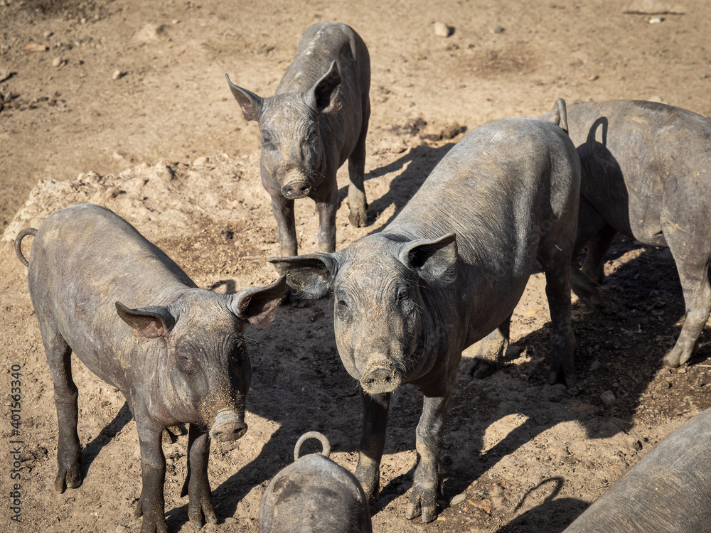 Herd of pigs near Montanchez. Extremadura. Spain. Herd of pigs near Montanchez. Extremadura. Spain.
