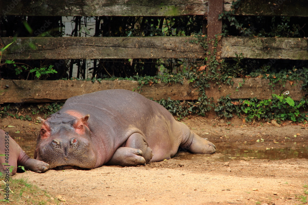 Hippopotame faisant la sieste