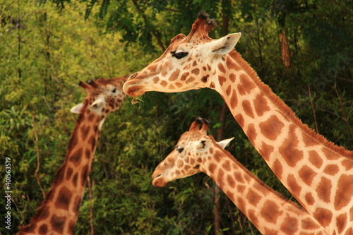 Girafes