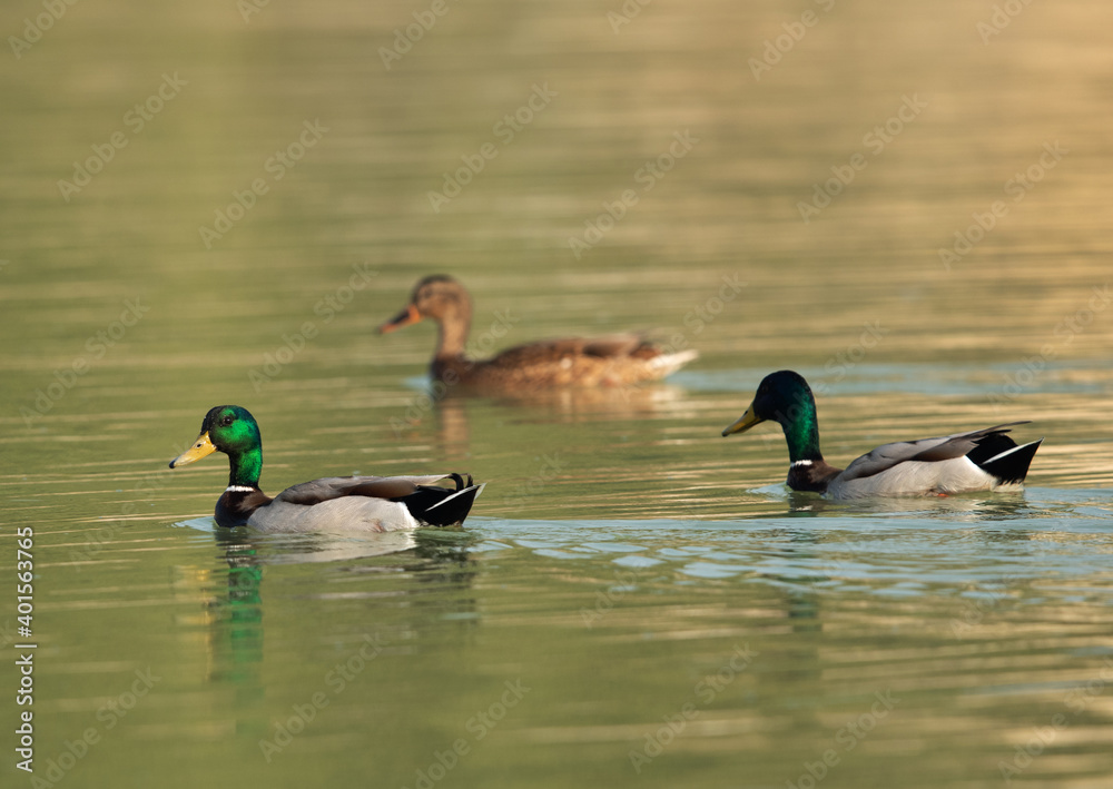 Mallard ducks on green at Tubli bay, Bahrain Mallard ducks on green at Tubli bay, Bahrain