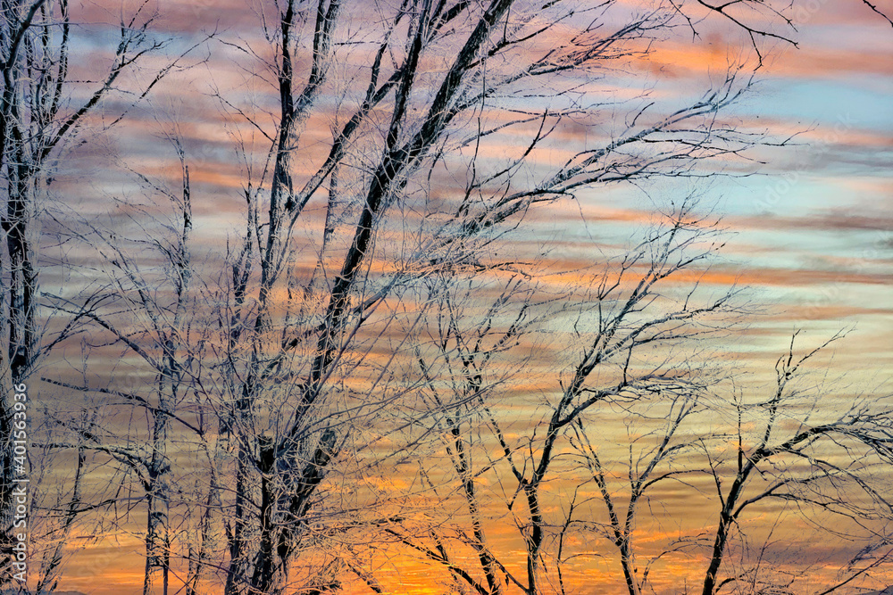 Ice Trees