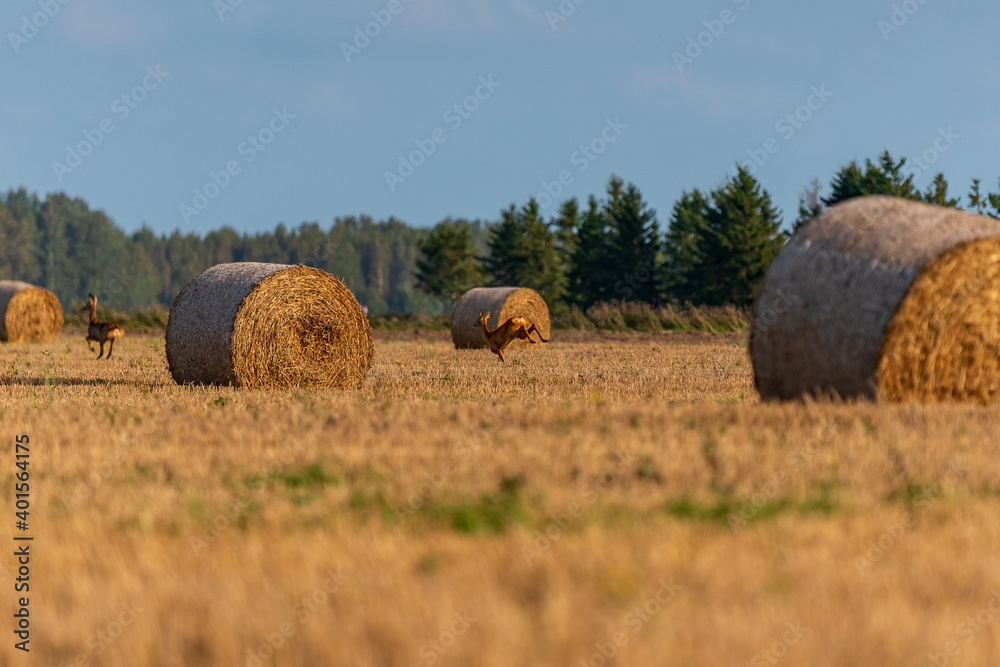 deer and hay roll rolled into a meadow