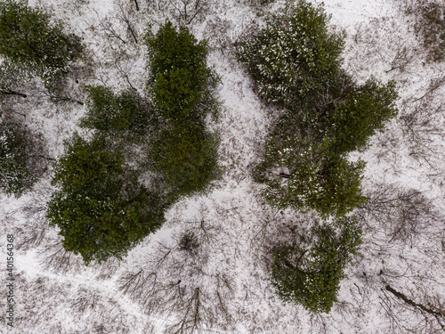 Aerial drone top view. Green pine trees among the forest covered with snow.