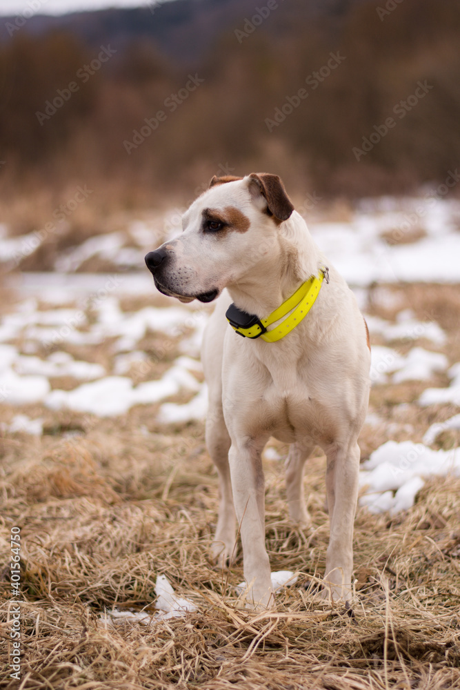 Beautiful american pitbull terrier, dog winter portrait, bad weather, mud, electronic collar