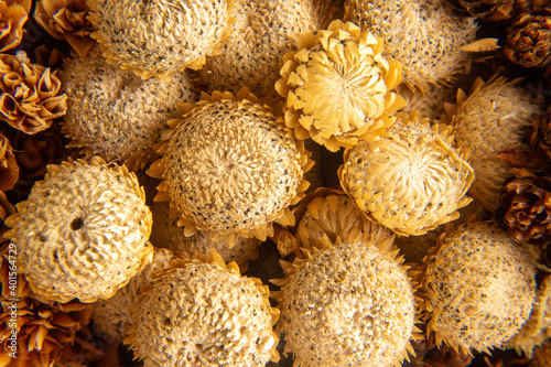 little brown flowers in macro details