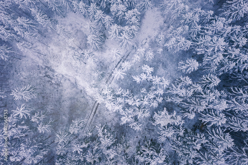 Aerial top down view of misty, snowy winter forest. Pine trees covered in snow. Abstract pattern background.