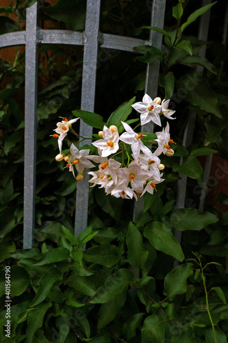 Solanum Laxum Album Climber photo