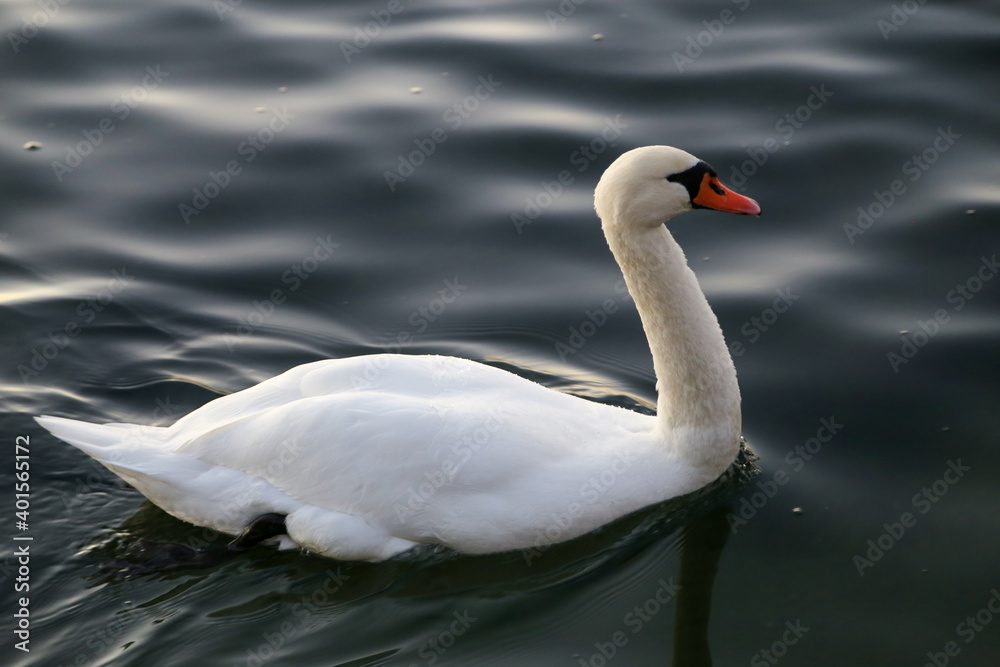 Elegant swan swimming on Maschsee Lake in Hannover, Germany Elegant swan swimming on Maschsee Lake in Hannover, Germany