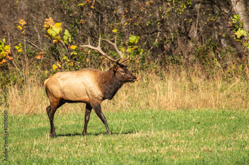 Fototapeta Naklejka Na Ścianę i Meble -  Male Elk With Tongue Out During Rut Season