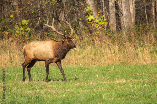 Male Elk During Fall Rut In Smoky Mountains