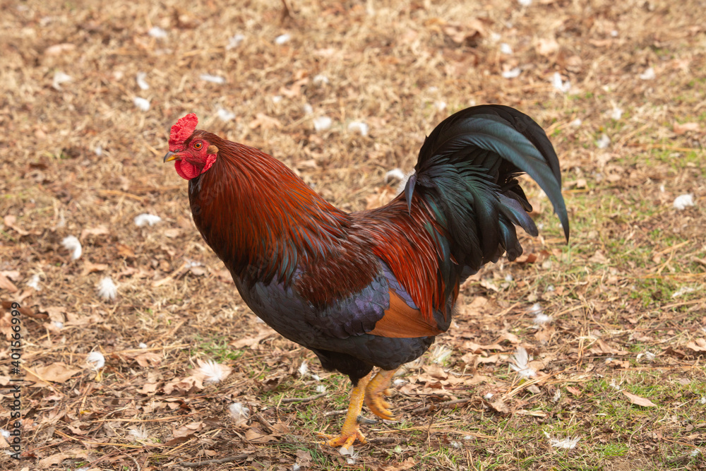 Red and Black Farmyard Rooster Red and Black Farmyard Rooster