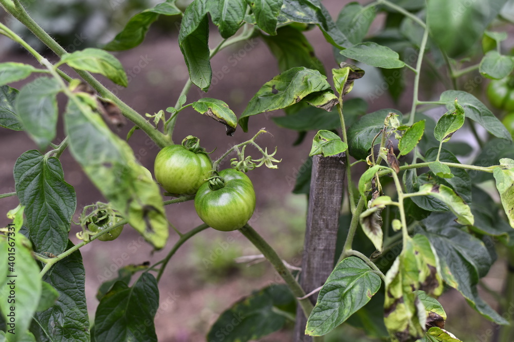 Vegetables grow and harvest in your garden.
For healthy foods in nature.