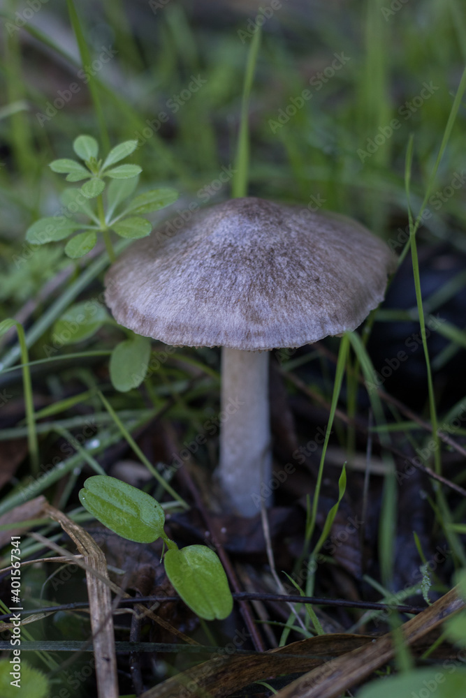 Wild mushrooms with grass around in a forest in autumn Wild mushrooms with grass around in a forest in autumn