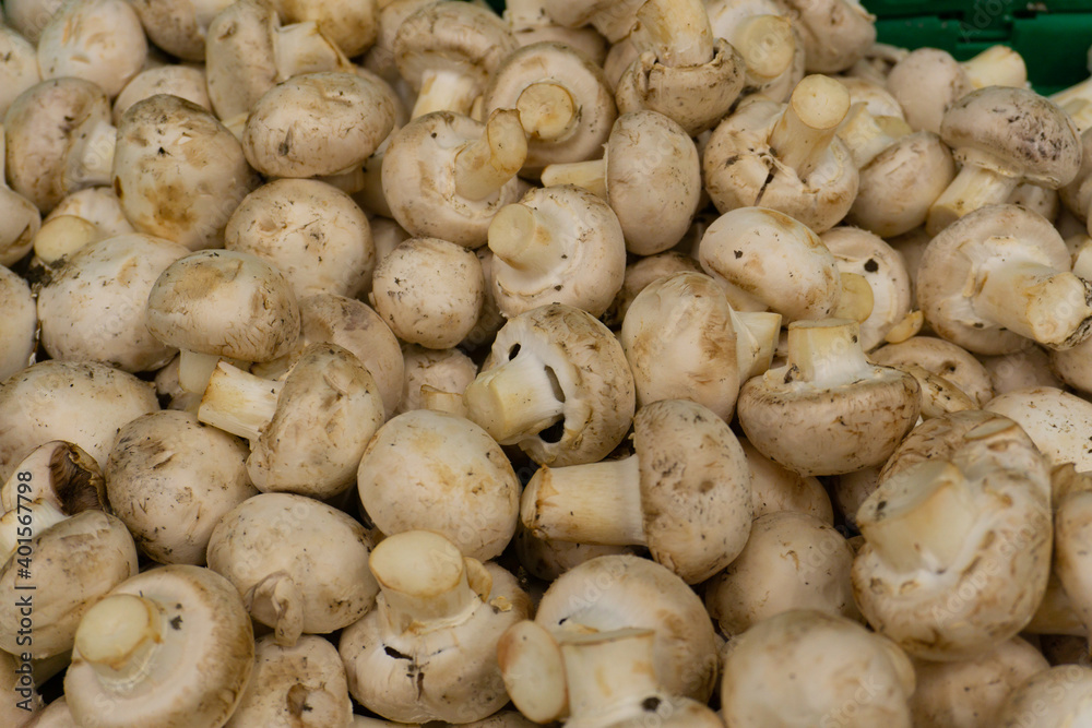 champignon mushrooms in the supermarket, on the counter
