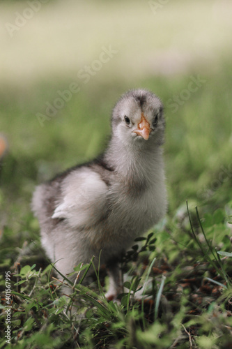 baby chicken in a grass