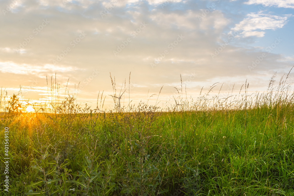 Fototapeta premium Green field with agriculture meadow and blue sky. Panoramic view to grass on the hill on sunny spring day